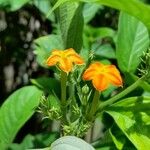 Mussaenda frondosa Blomst