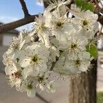 Pyrus calleryanaBlüte