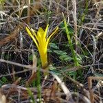 Sternbergia colchiciflora Blodyn