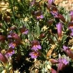 Penstemon montanus Plante entière