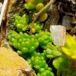 Sedum alpestre Blad