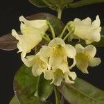 Rhododendron trichocladum Flower