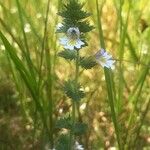 Euphrasia officinalis花