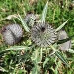 Cirsium eriophorum 花