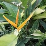 Strelitzia reginaeफूल