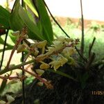 Polystachya odorata Flower