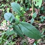 Persicaria campanulata Leaf