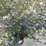 Salvia spinosa Hoja