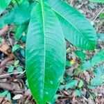 Psychotria elata Лист
