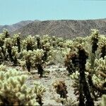 Cylindropuntia bigelovii 形態