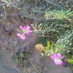 Malcolmia littorea Flower