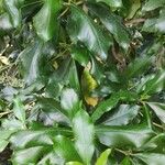 Clethra arborea পাতা