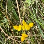 Lotus corniculatus Hábito