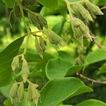 Pterostyrax corymbosus Plod