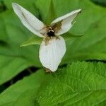 Trillium flexipes Flor