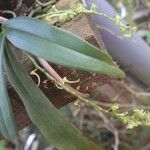 Rhipidoglossum longicalcar Hoja