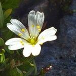 Cerastium cerastoides Flor