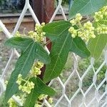 Cocculus orbiculatus Blomst