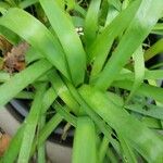 Tulbaghia simmleri Hoja