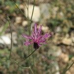 Crupina crupinastrum Flower