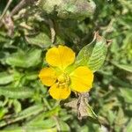 Ludwigia peruviana Flower