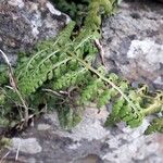 Asplenium obovatum पत्ता