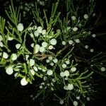 Juniperus virginianaFruit