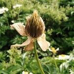Pulsatilla alpina Flor