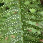 Nephrolepis undulata Blatt