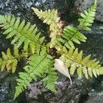 Dryopteris cristata Habitus