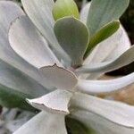 Cotyledon barbeyi برگ