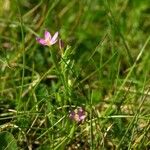 Centaurium pulchellum 整株植物