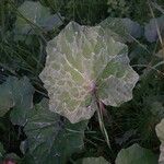 Tussilago farfara Leaf
