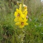 Verbascum virgatumЦветок