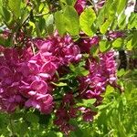 Robinia hispida പുഷ്പം