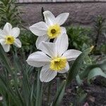 Narcissus tazettaLorea