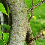 Lantana camara Bark