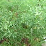 Artemisia chamaemelifolia Habit