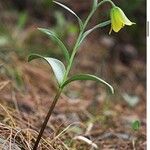 Fritillaria carica花