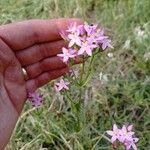 Centaurium erythraeaКветка