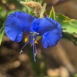 Commelina forskaolii