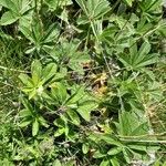 Potentilla valderia Likasa