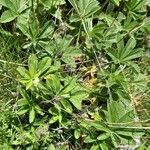 Potentilla valderia Leaf