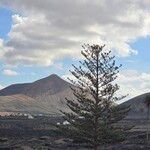 Araucaria heterophylla عادت