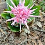 Aechmea fasciataFlor