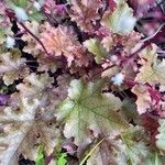 Heuchera micrantha Folio