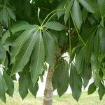 Aesculus glabra 叶