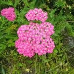 Achillea distansFlor