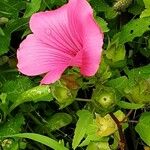 Malva trimestris Flower
