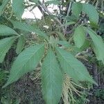 Cussonia arborea Leaf